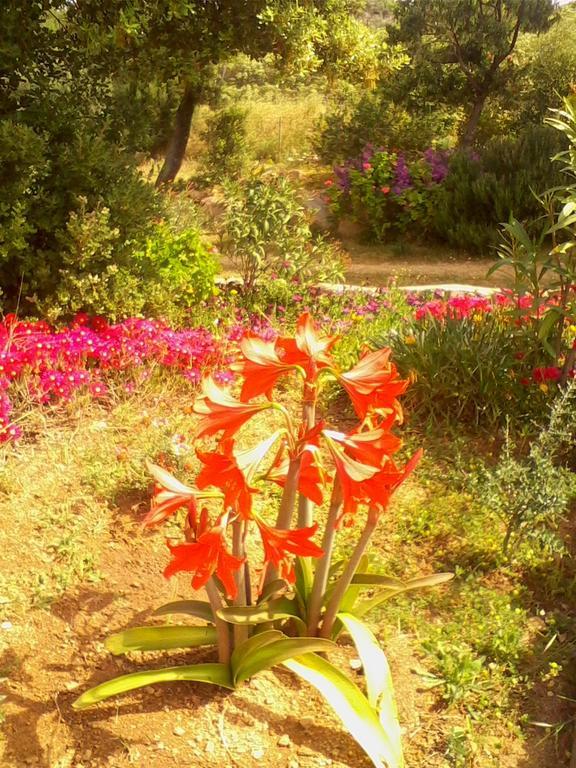 Farm Stay Gli Oleandri Loiri Porto San Paolo Esterno foto