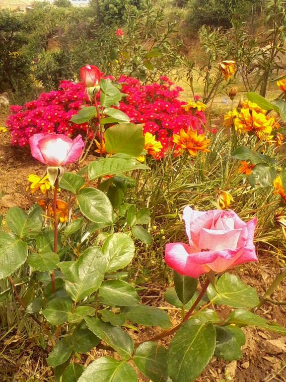 Farm Stay Gli Oleandri Loiri Porto San Paolo Esterno foto