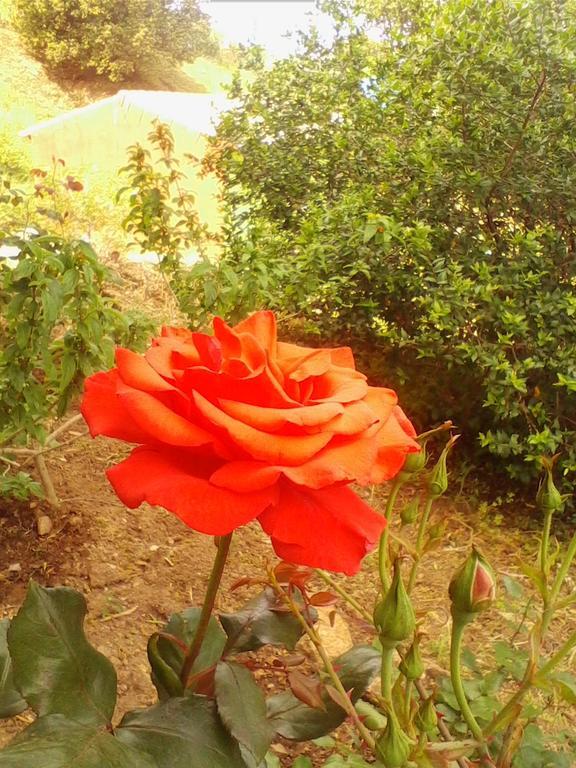 Farm Stay Gli Oleandri Loiri Porto San Paolo Esterno foto