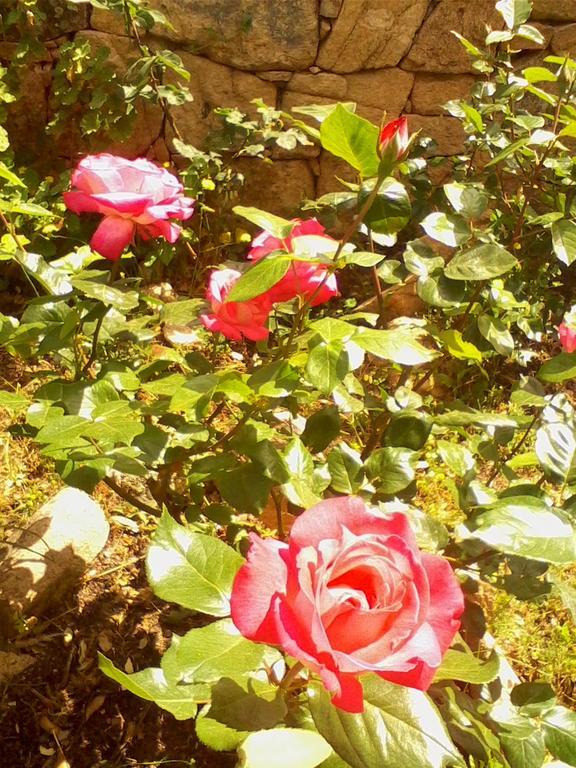 Farm Stay Gli Oleandri Loiri Porto San Paolo Esterno foto