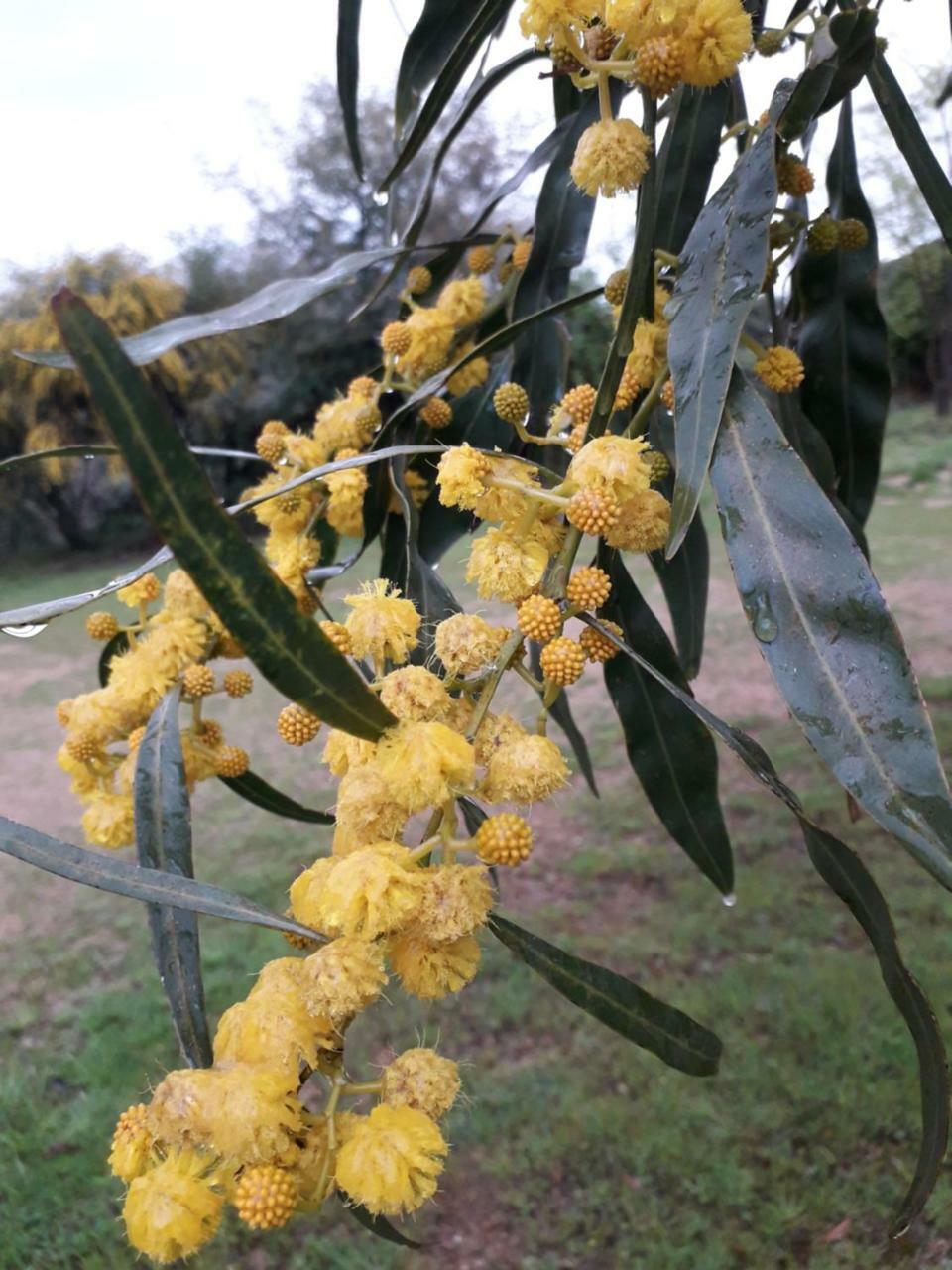 Farm Stay Gli Oleandri Loiri Porto San Paolo Esterno foto