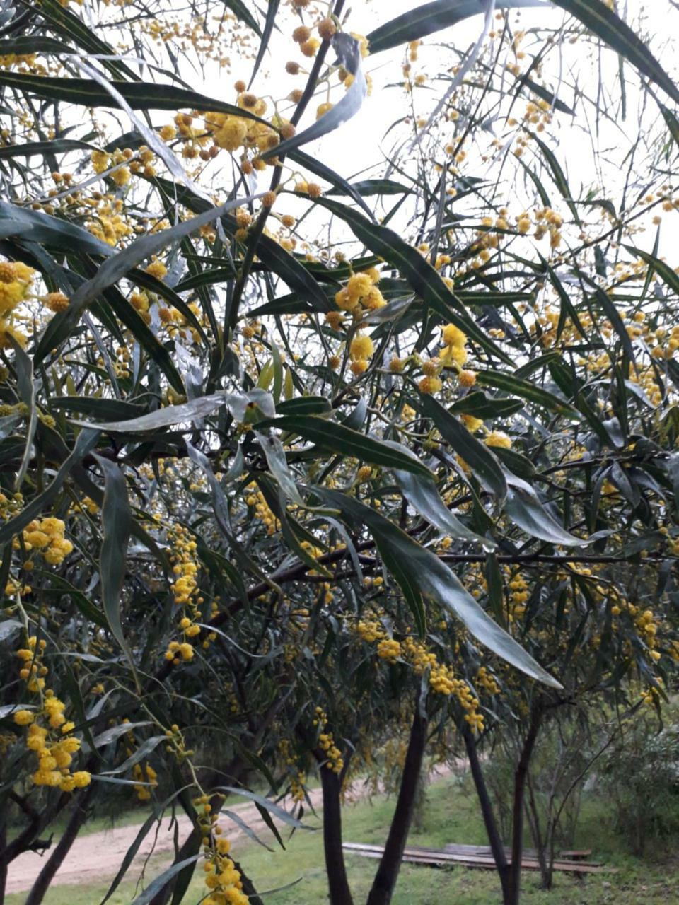 Farm Stay Gli Oleandri Loiri Porto San Paolo Esterno foto